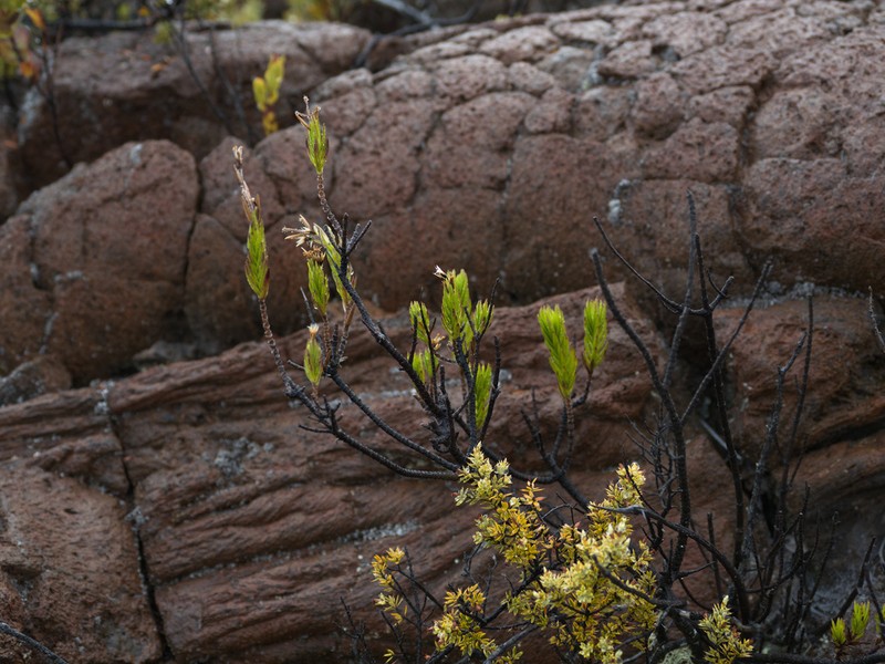 Lava Dubautia photo 8