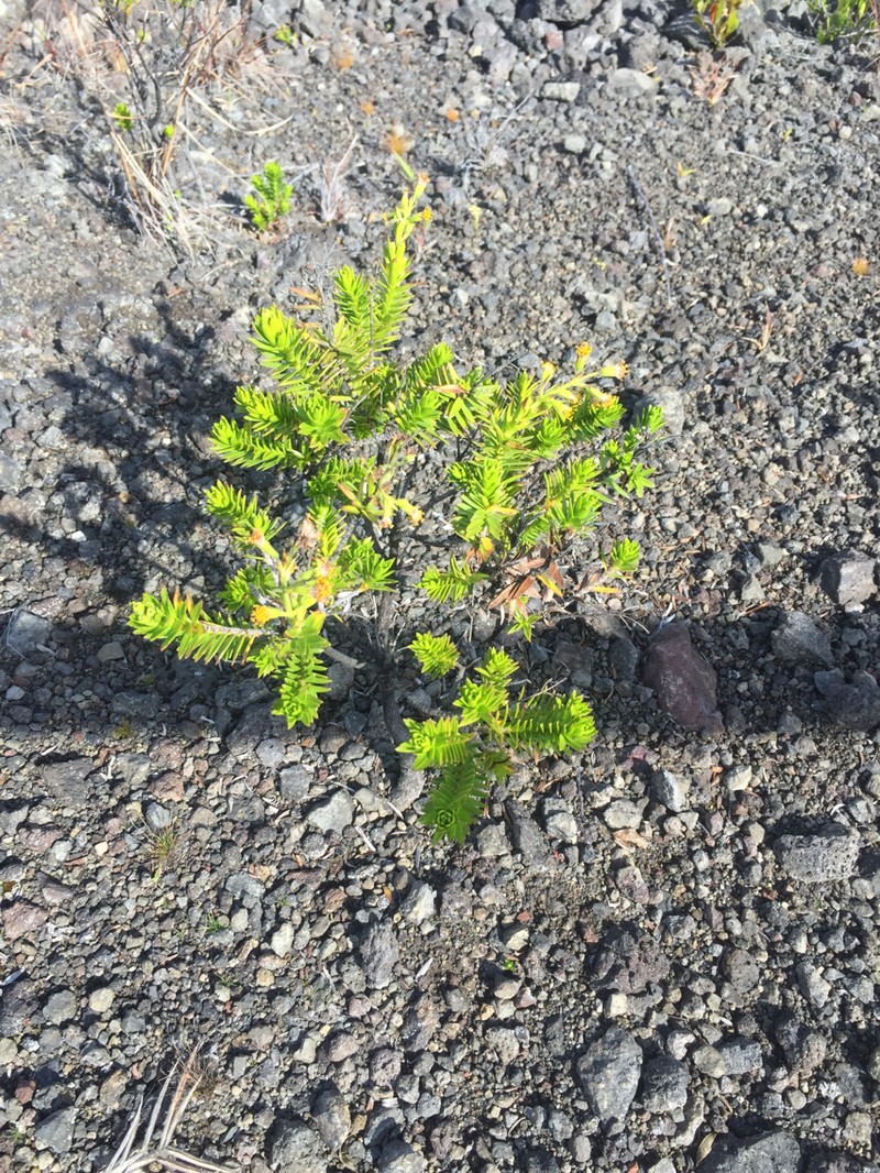 Dubautia ciliolata subsp. ciliolata photo 2