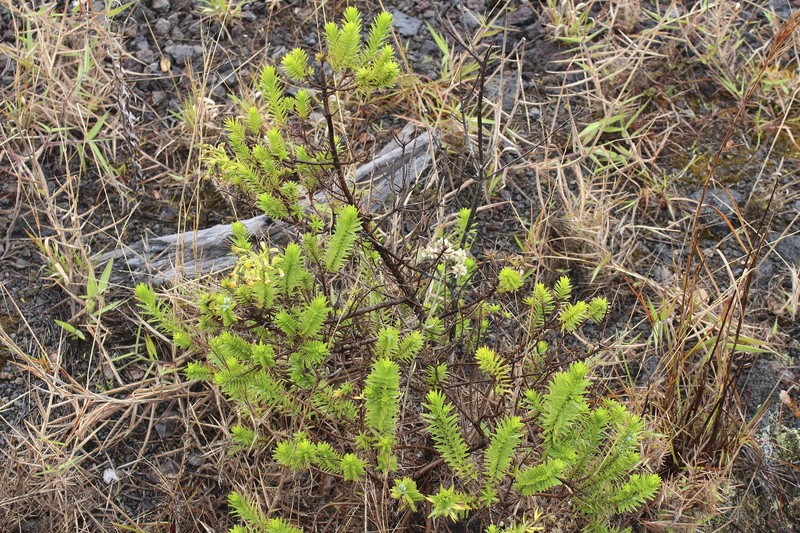 Dubautia ciliolata subsp. ciliolata photo 3