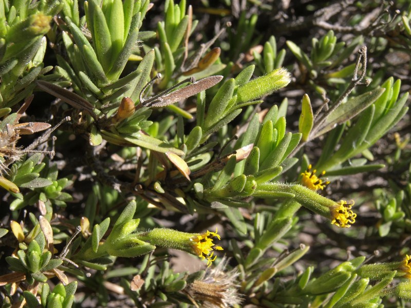 Dubautia ciliolata subsp. glutinosa