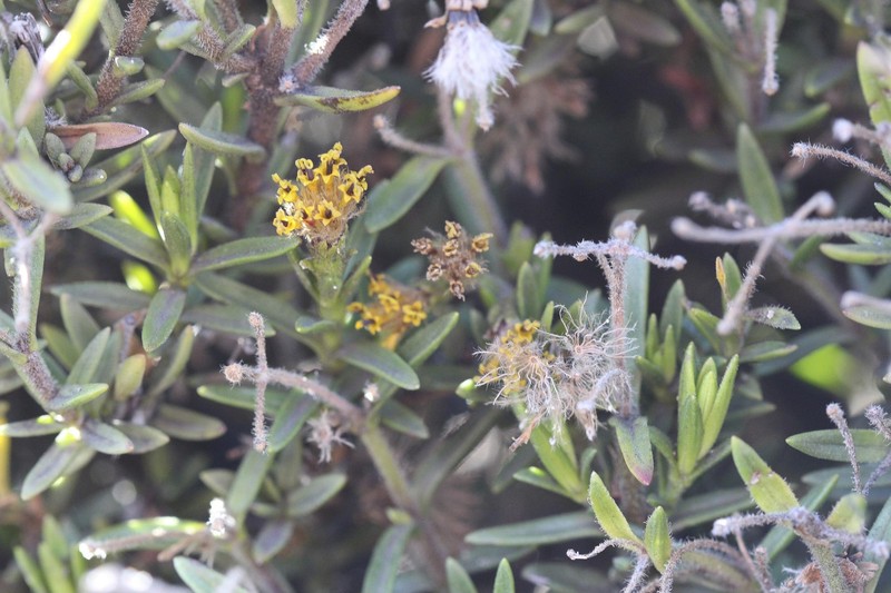 Dubautia ciliolata subsp. glutinosa photo 2
