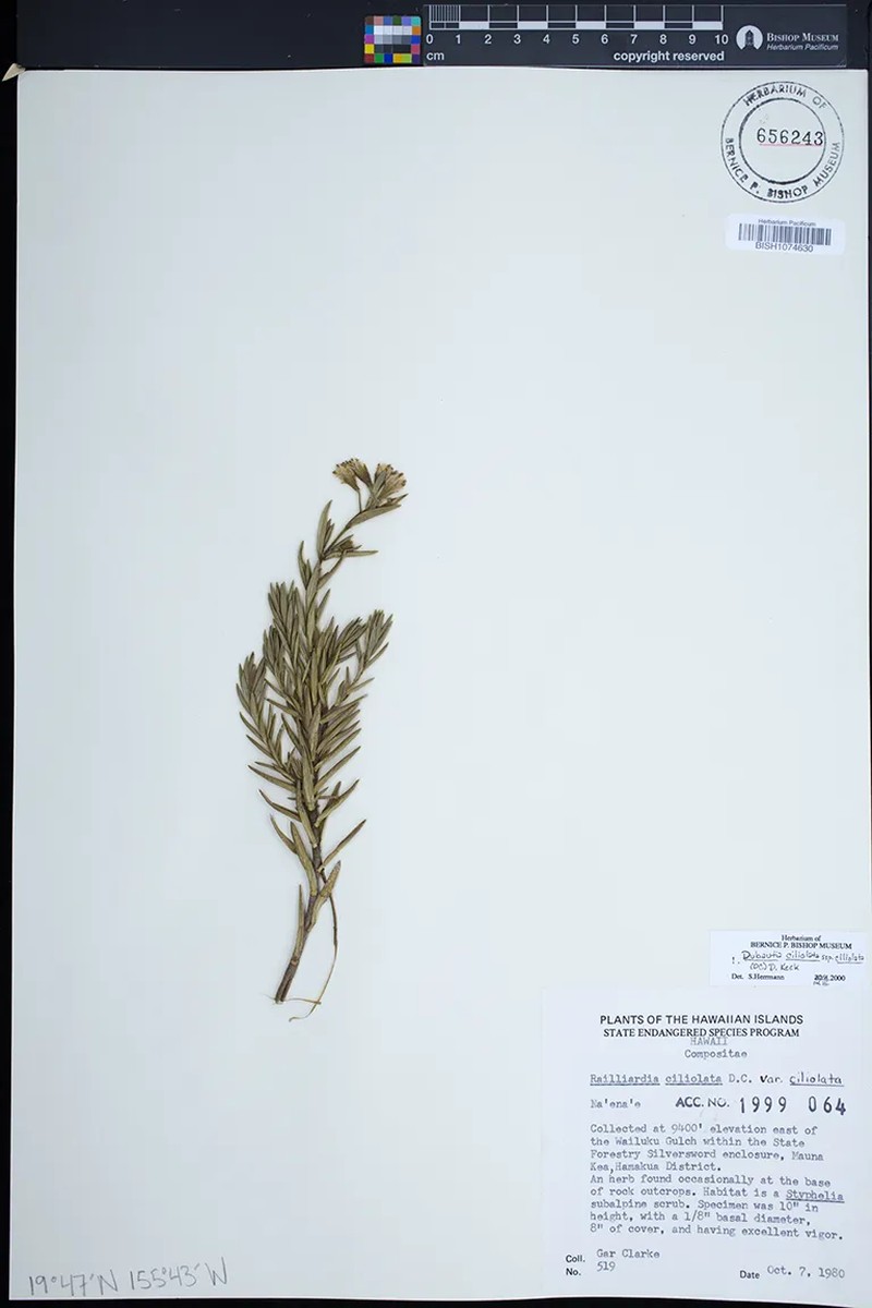 Dubautia ciliolata subsp. glutinosa photo 3