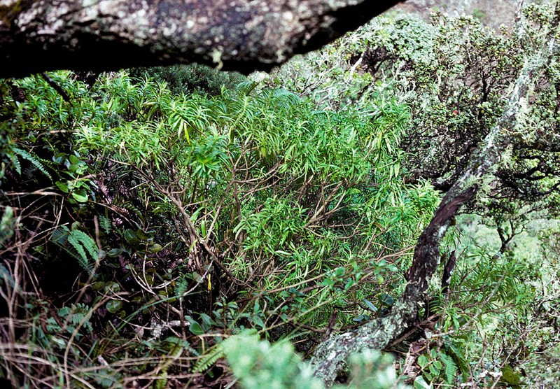 Dubautia hanaulaensis photo 2