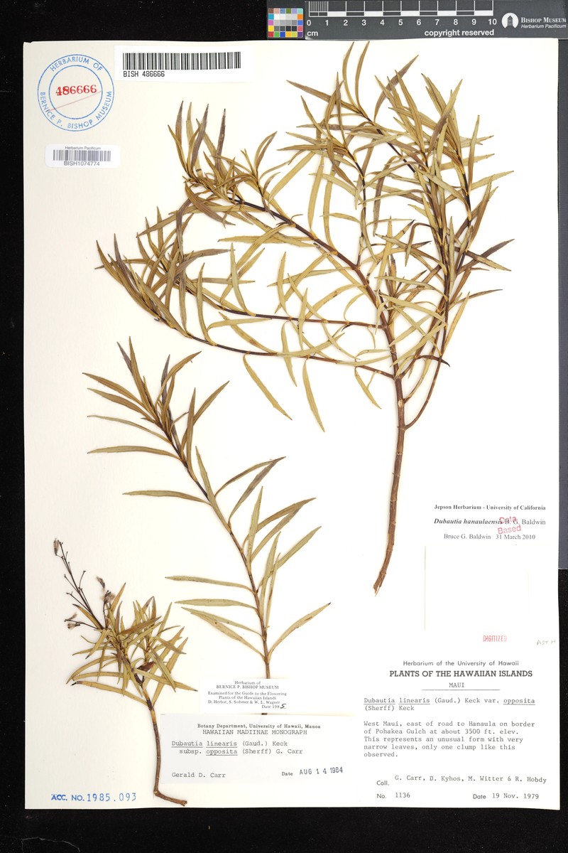 Dubautia hanaulaensis photo 4