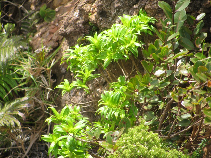 Dubautia hanaulaensis