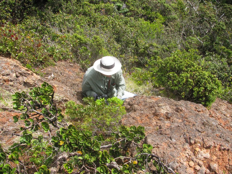Dubautia hanaulaensis photo 5