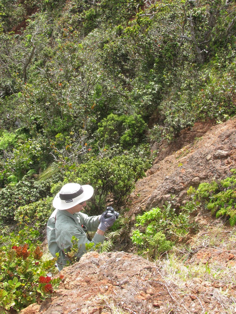 Dubautia hanaulaensis photo 6