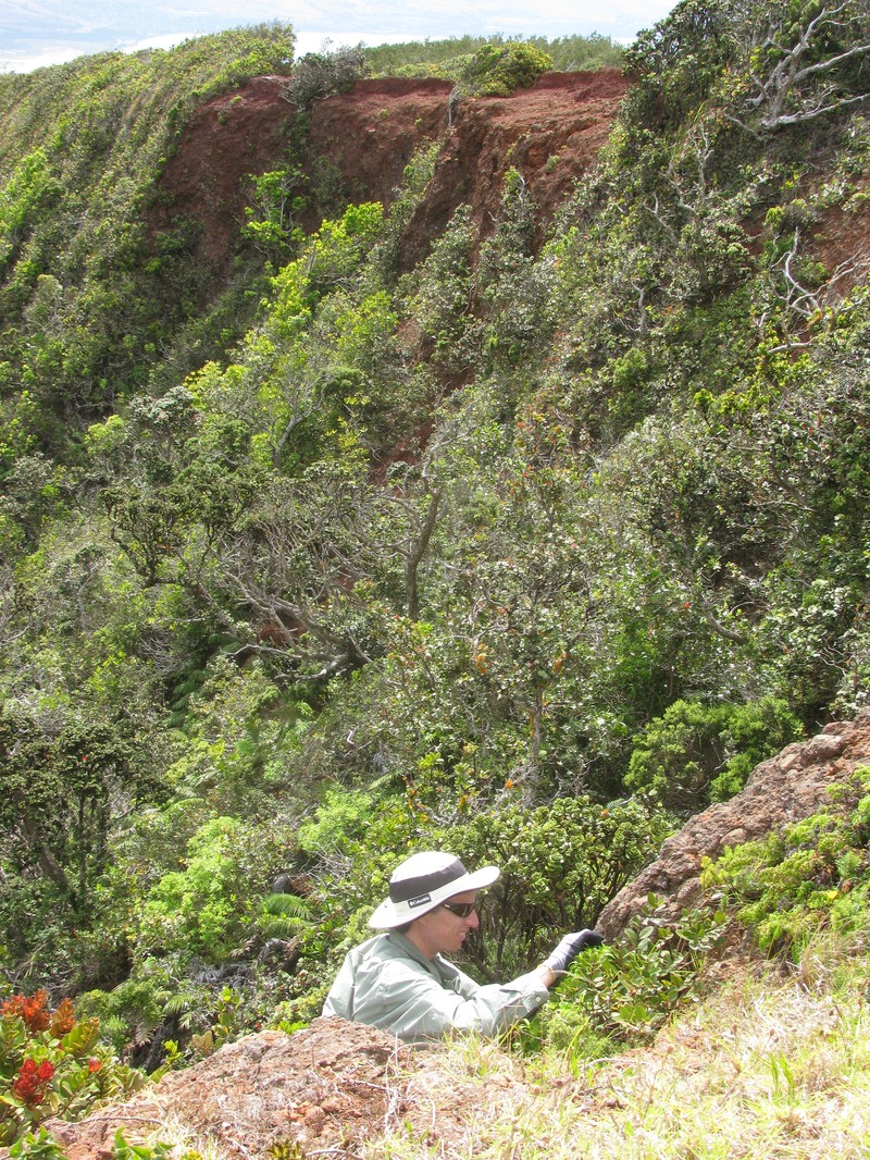Dubautia hanaulaensis photo 7