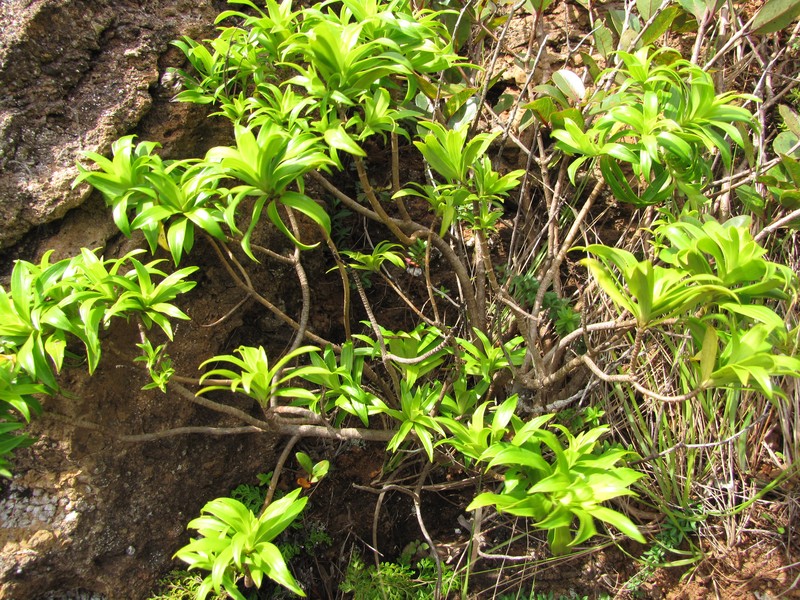 Dubautia hanaulaensis photo 8