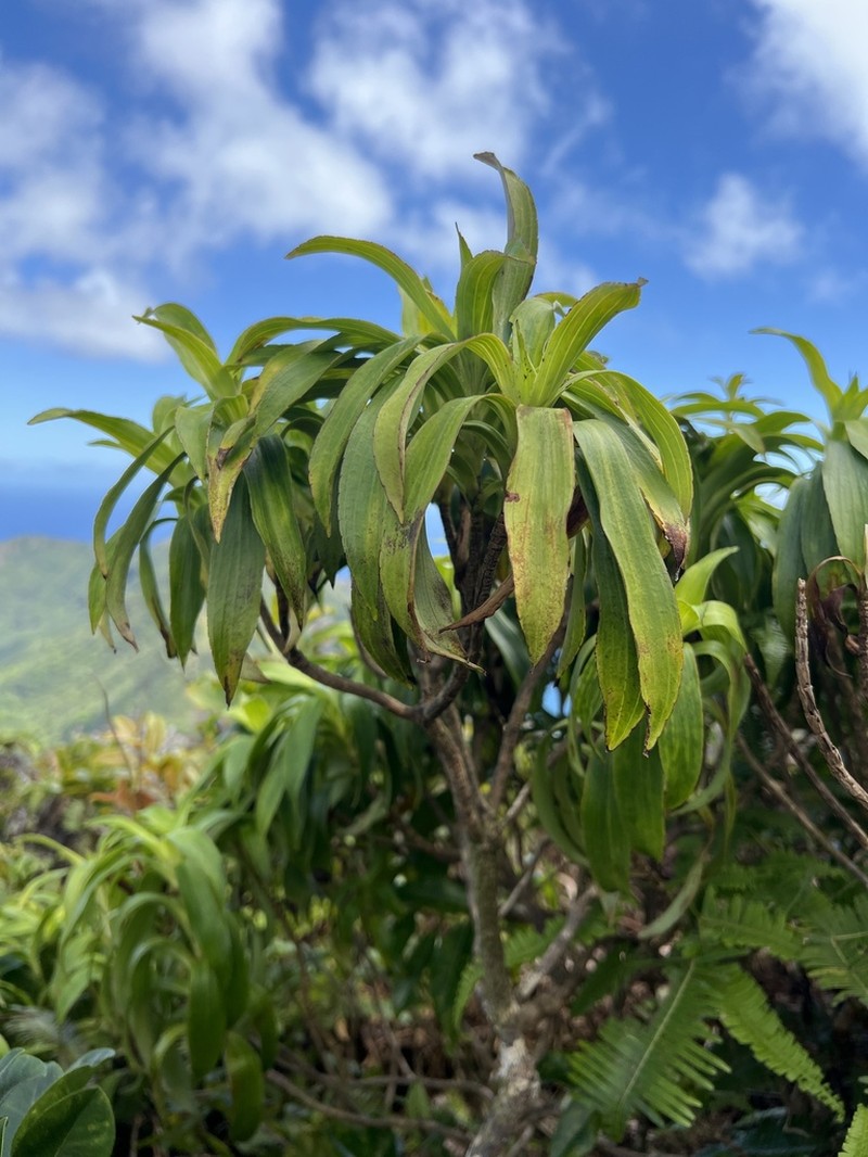 Dubautia haupuensis