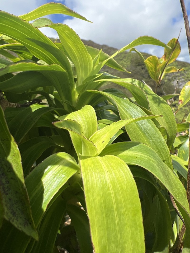 Dubautia haupuensis photo 2