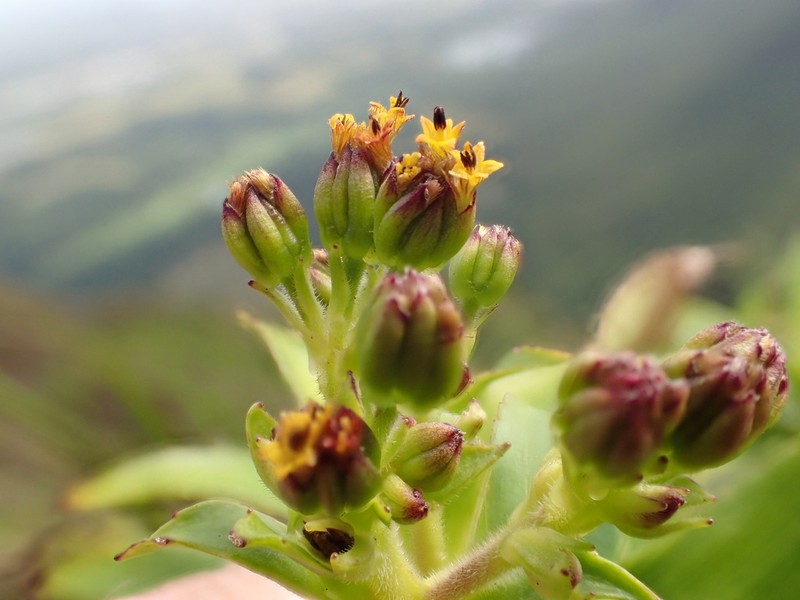 Dubautia haupuensis photo 3