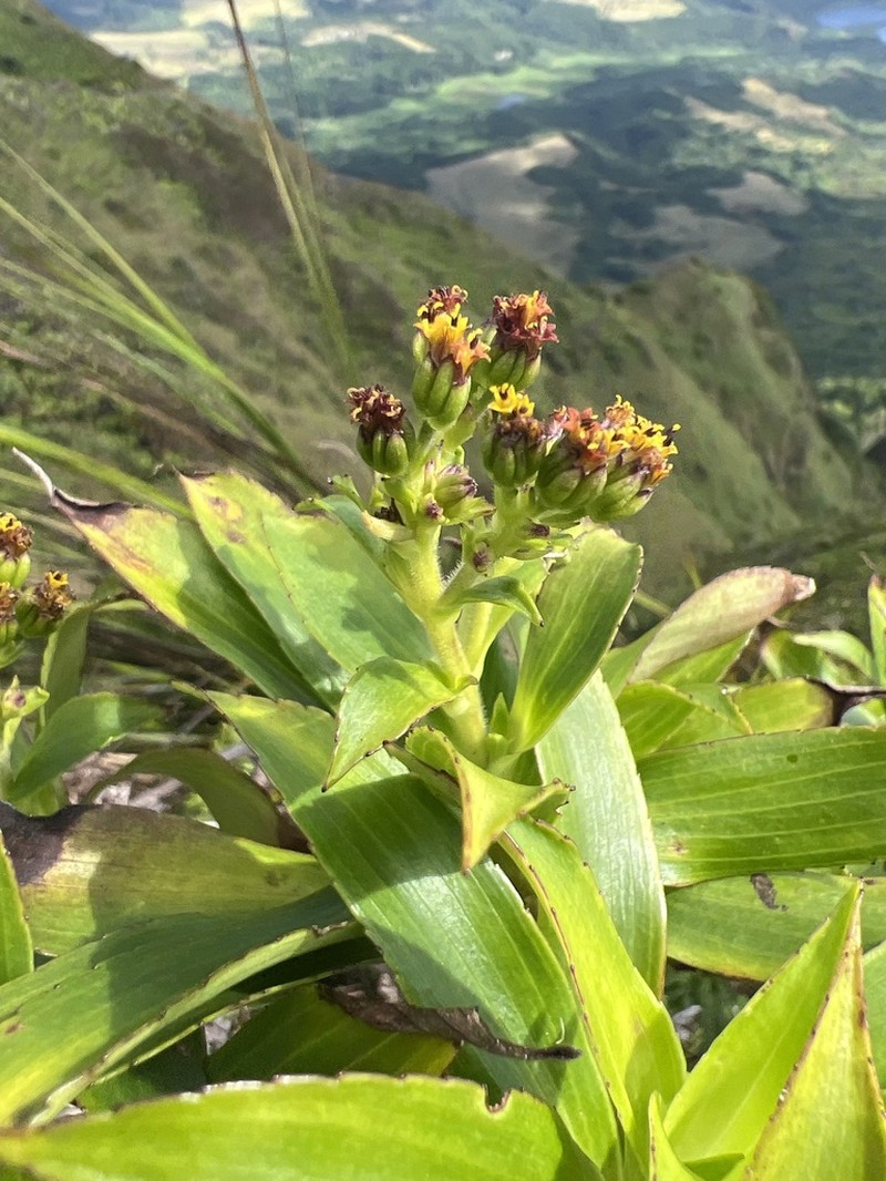 Dubautia haupuensis photo 4