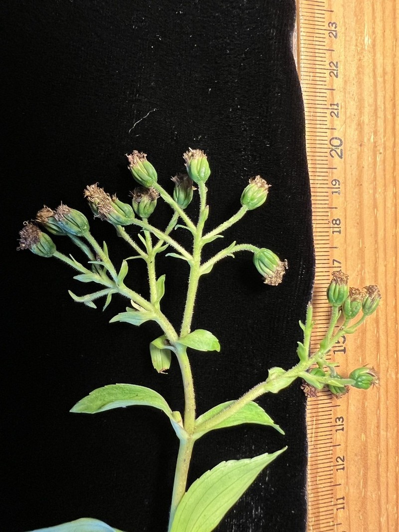 Dubautia haupuensis photo 5
