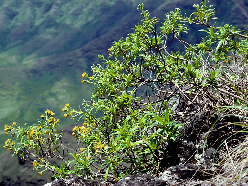 Keaau Valley Dubautia