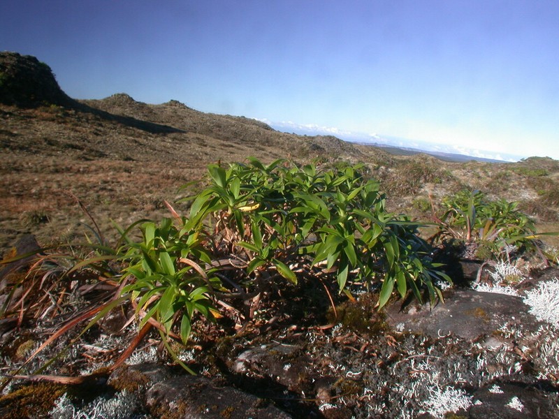 Bog Dubautia