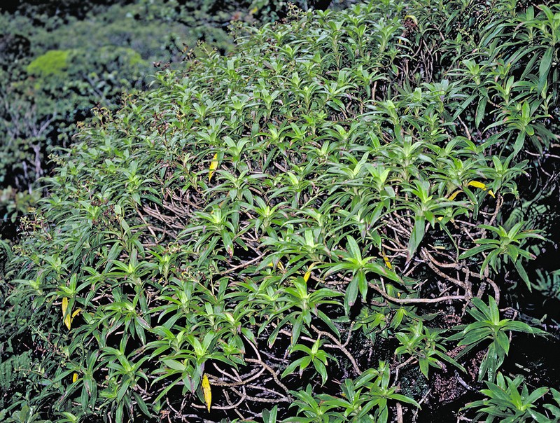 Bog Dubautia photo 2