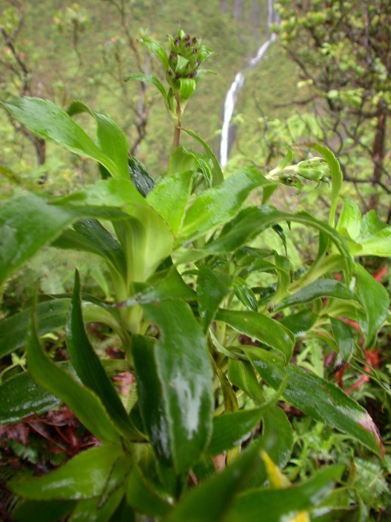 Bog Dubautia photo 3