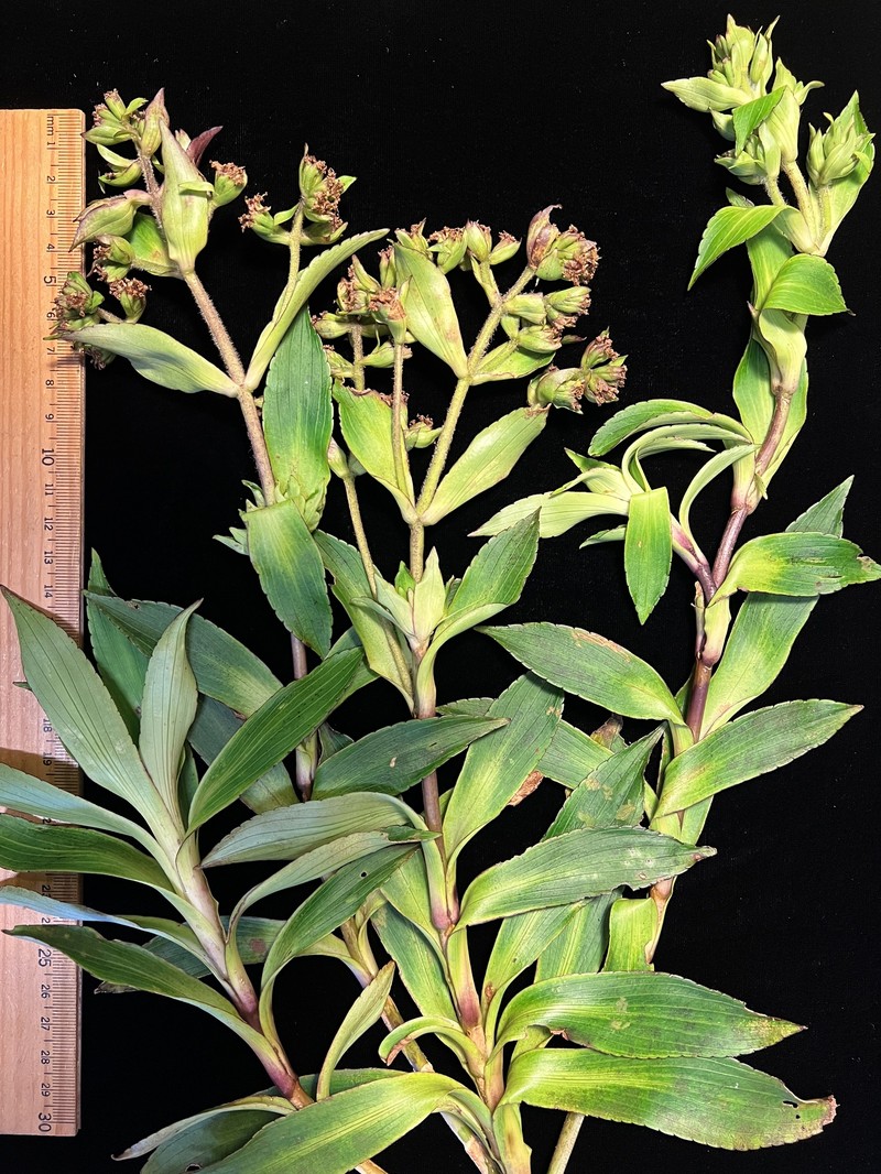 Dubautia imbricata subsp. acronaea