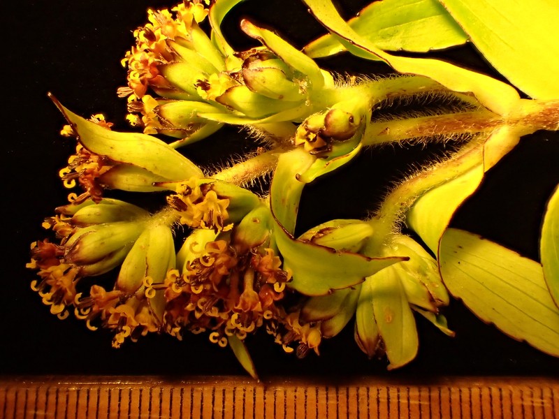 Dubautia imbricata subsp. acronaea photo 2