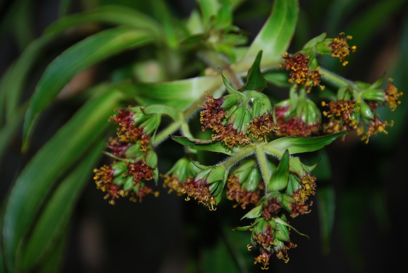 Dubautia imbricata subsp. acronaea photo 4