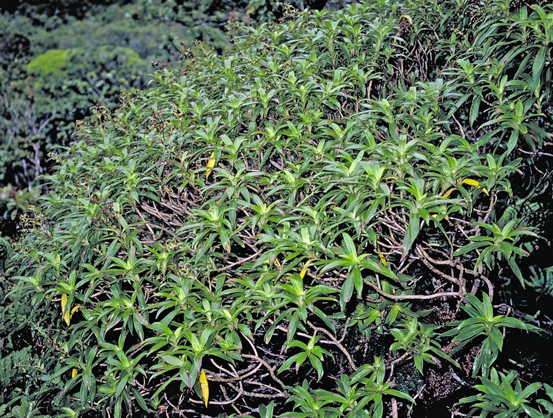 Dubautia imbricata subsp. imbricata