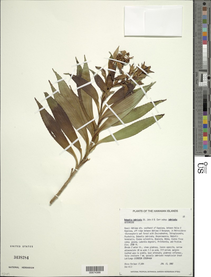 Dubautia imbricata subsp. imbricata photo 2