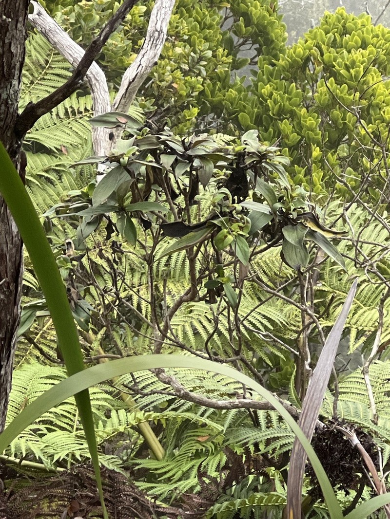 Dubautia kalalauensis