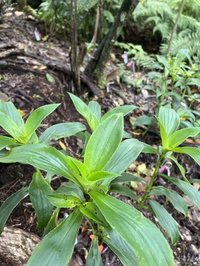 Dubautia kalalauensis photo 2