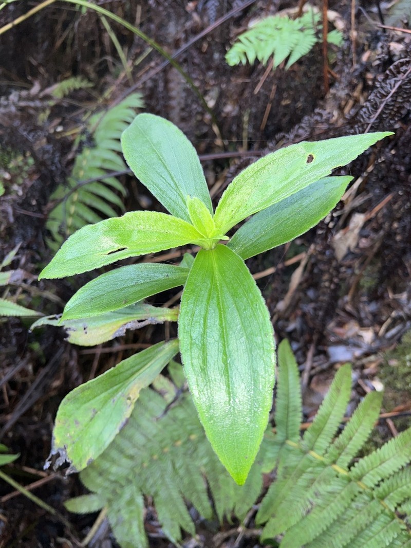 Dubautia kalalauensis photo 3