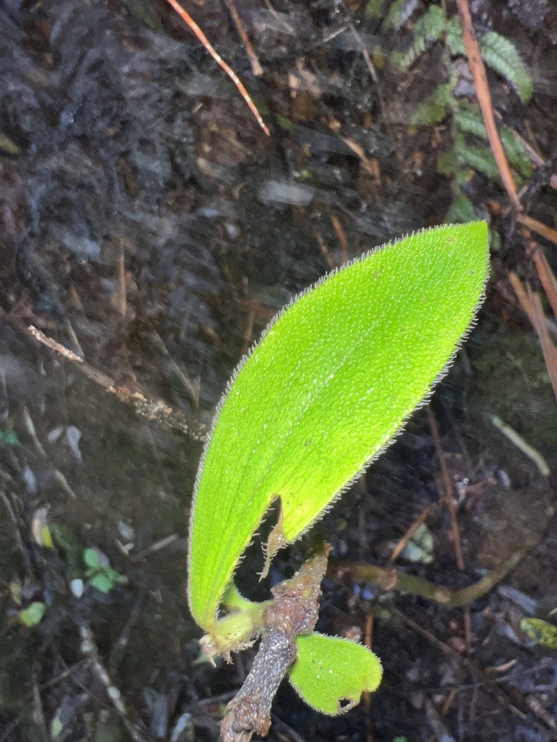 Dubautia kalalauensis photo 4