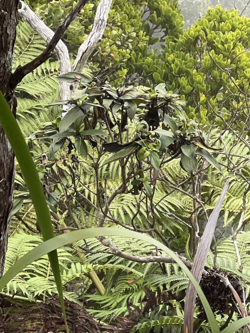 Dubautia kalalauensis photo 5