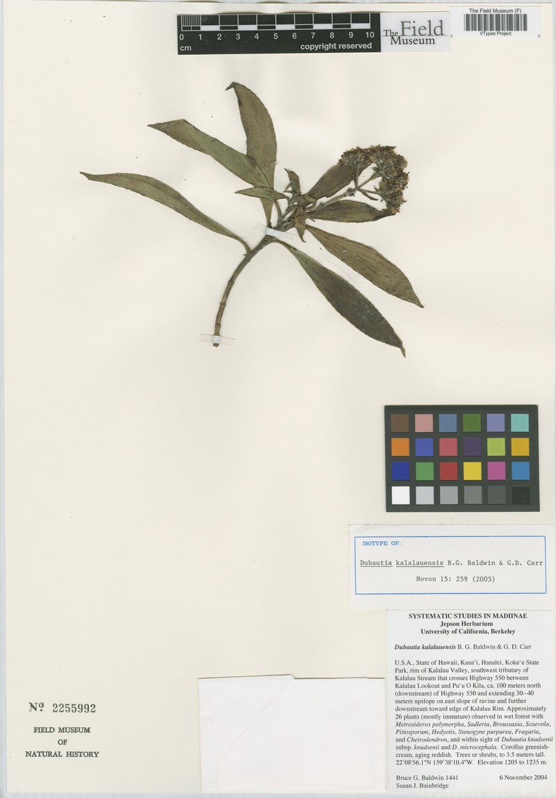 Dubautia kalalauensis photo 8