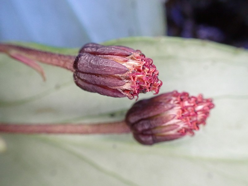 Forest Dubautia