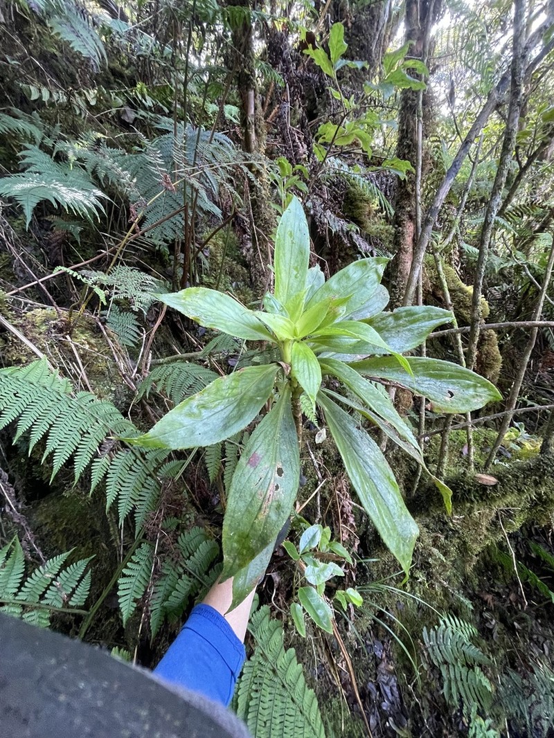Forest Dubautia photo 3