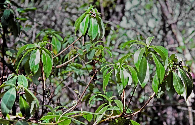 Forest Dubautia photo 7