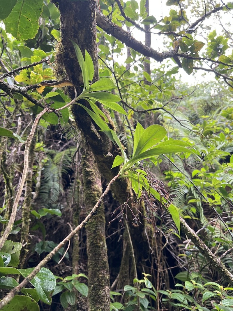 Forest Dubautia photo 8