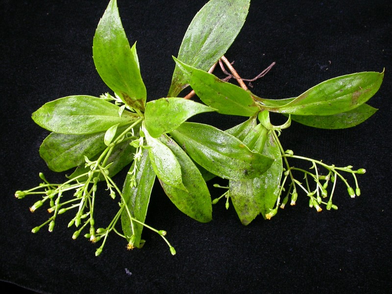 Dubautia knudsenii subsp. filiformis