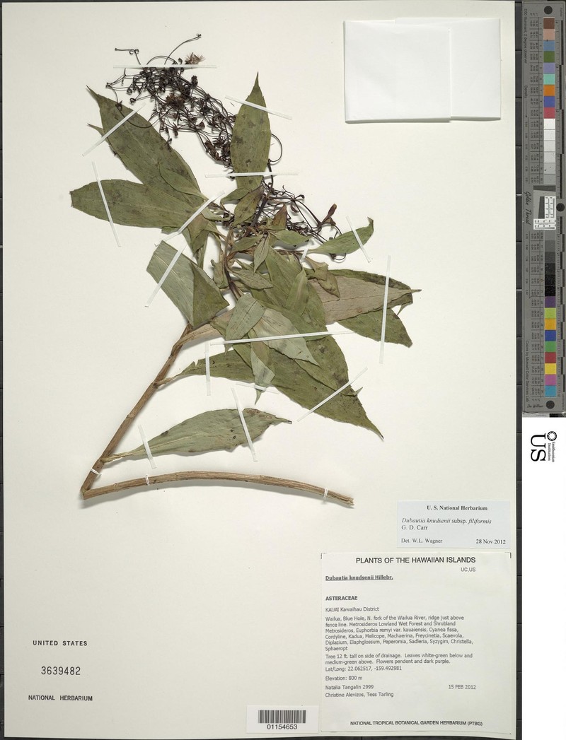 Dubautia knudsenii subsp. filiformis photo 2