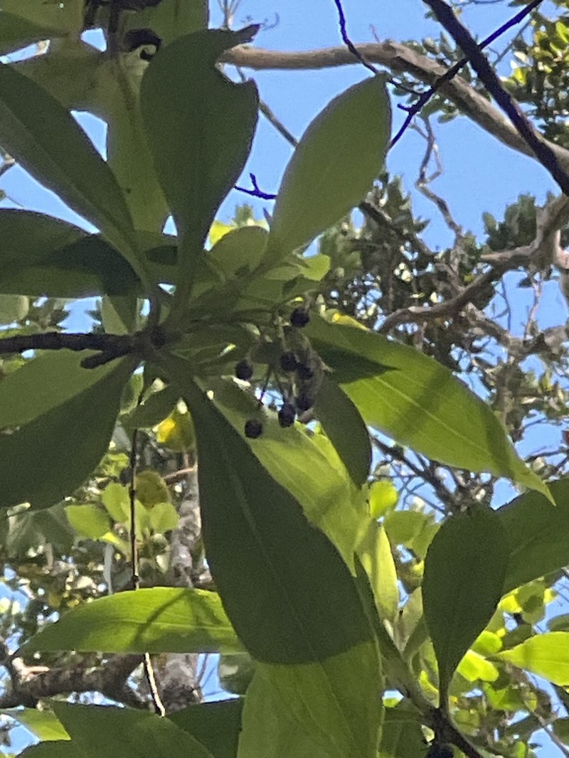 Dubautia knudsenii subsp. knudsenii