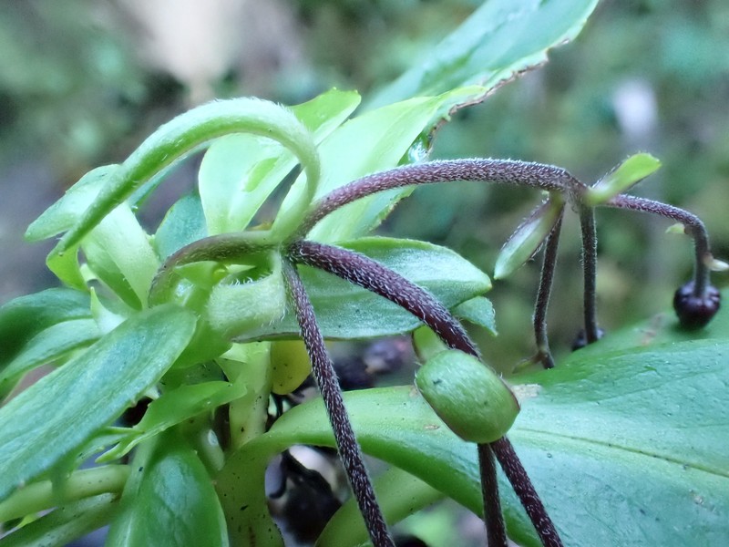 Dubautia knudsenii subsp. knudsenii photo 3