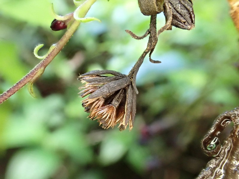 Dubautia knudsenii subsp. knudsenii photo 4