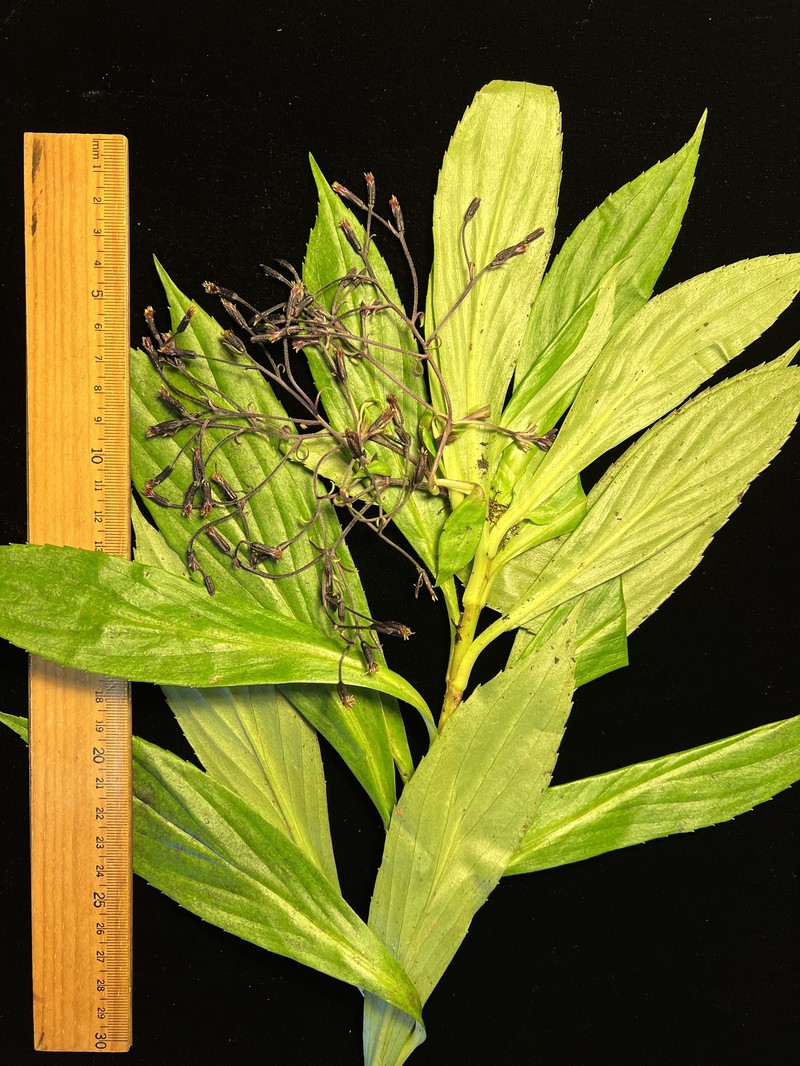 Dubautia knudsenii subsp. nagatae