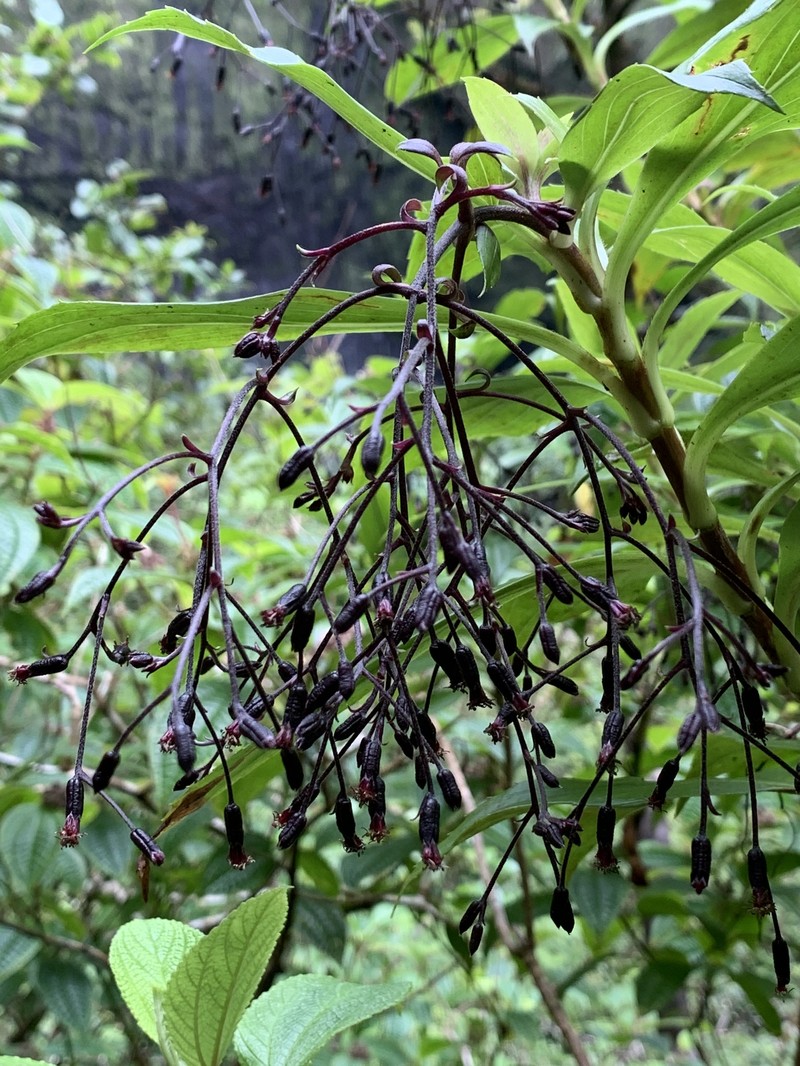 Dubautia knudsenii subsp. nagatae photo 3