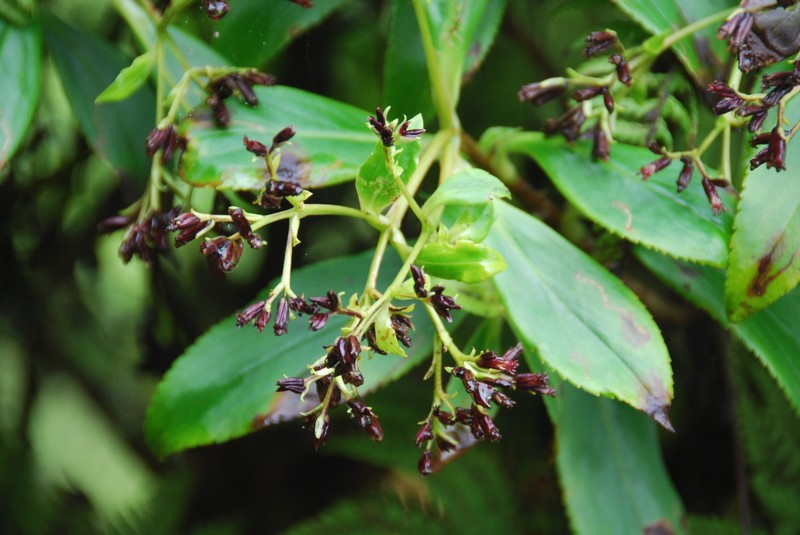 Dubautia knudsenii subsp. nagatae photo 4