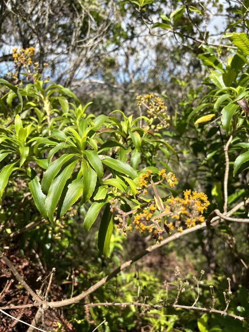 Smooth Dubautia photo 2
