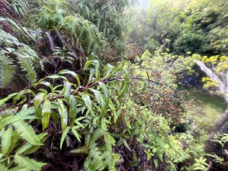 Smooth Dubautia photo 3