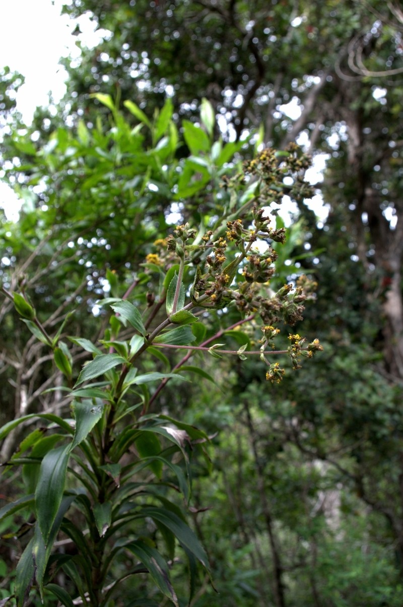 Smooth Dubautia photo 7