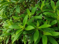 Na'Ena'E Pua Melemele