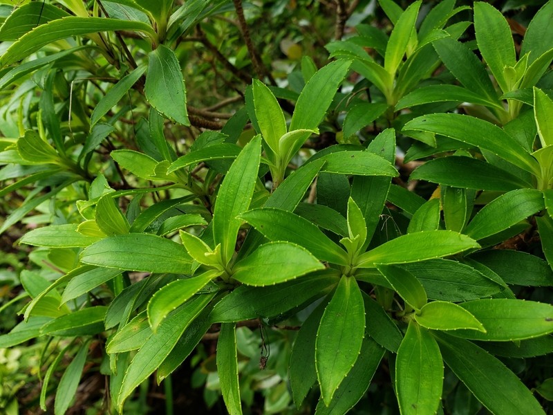 Na'Ena'E Pua Melemele